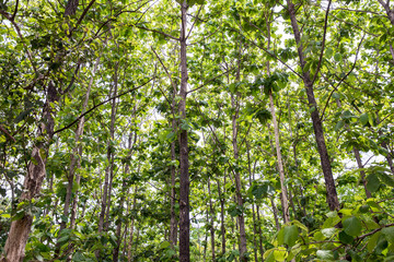 Teak forests to the environment . Teak leaf on tree low angle view . Forest Teak tree agricultural in plantation teak field plant with green leaf at countryside.
