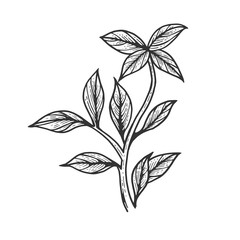 Basil ocimum green plant spice sketch engraving vector illustration. Scratch board style imitation. Hand drawn image.