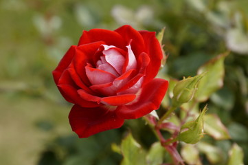 Rose. South of Russia. Summer.