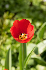 rote Tulpe vor grünem Graß