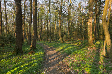 Fototapeta premium The oak forest in the early spring is lined with the first greenery and flowers. Oak trees forest on sunny spring day
