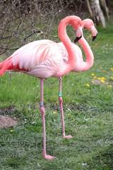 2 Flamingo’s
