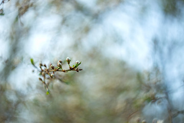 branch cherry plum with a beautiful blurry background. a branch of plum with massive flowering with a charming blurred back plan and bokeh