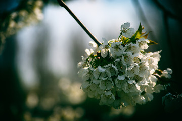 A tree blossoming in white flowers