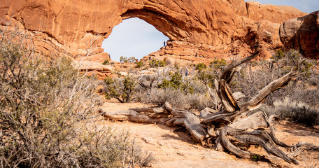 Obraz premium Dry vegetation at Arches National Park in the desert of Utah - travel photography