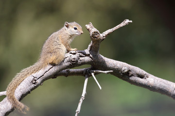 Ockerfußbuschhörnchen / Tree squirrel / Paraxerus Cepapi