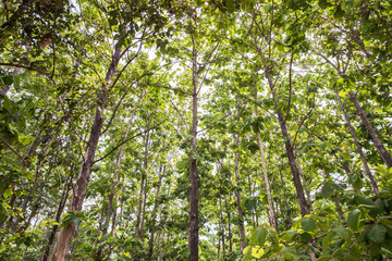 Teak forests to the environment . Teak leaf on tree low angle view . Forest Teak tree agricultural...