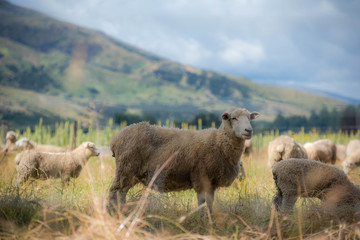 Fluffy sheep in field