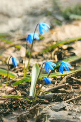 First spring flowers blue scilla in the forest.