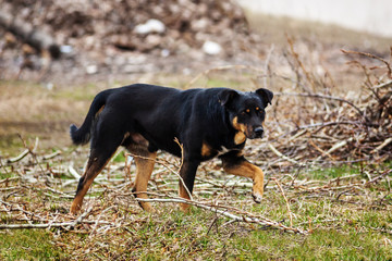 Homeless street dog with black hair