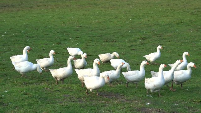 G&Auml;NSE  07