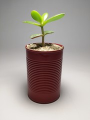 Cactus and Succulents in handmade pots