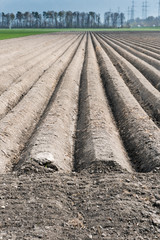 freshly planted and plowed agricultural field with long symmetric mounds of healthy brown earth