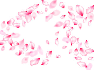 Pink cherry blossom petals isolated