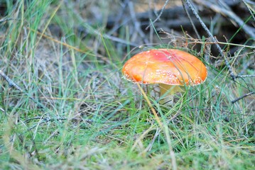 Poison red amanita mushroom with spotted hat and blurred green grass on background. Poisonous dangerous and inedible mushroom fly agaric. Inedible toxic mushroom or toadstool in the grass.