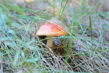 Poison red amanita mushroom with spotted hat and blurred green grass on background. Poisonous dangerous and inedible mushroom fly agaric. Inedible toxic mushroom or toadstool in the grass.