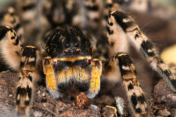 Portrait of dangerous creepy wolf spider tarantula species Lycosa singoriensis