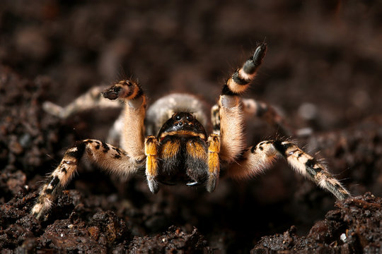 Dangerous creepy wolf spider tarantula ready to attack