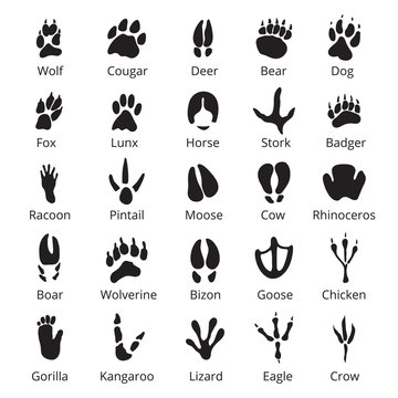 Wild animals traces, black icon set with names