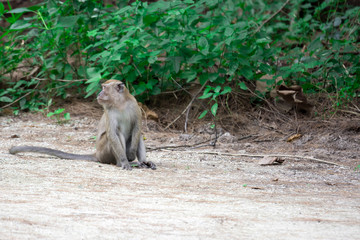 Fototapeta premium An adult macaque while seating and eating fruits in a forest in Singapore
