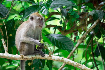 Naklejka na ściany i meble An adult macaque while seating and eating fruits in a forest in Singapore