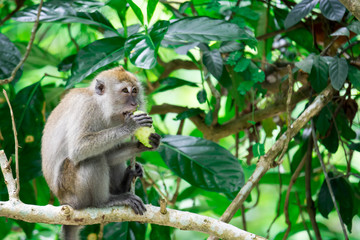 An adult macaque while seating and eating fruits in a forest in Singapore