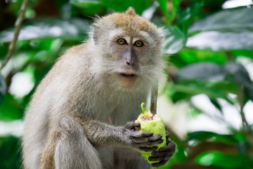 Obraz premium An adult macaque while seating and eating fruits in a forest in Singapore