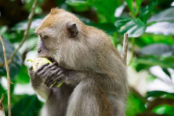An adult macaque while seating and eating fruits in a forest in Singapore