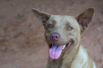 portrait smart brown dog looking something