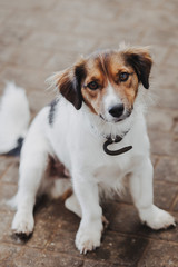 Jack Russel Terrier Mix