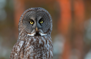 Great grey owl (Strix nebulosa) perched on a tree stump in winter in Canada