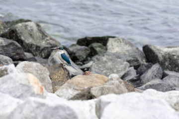 Beautiful kingfisher while resting near a beach on top of rocks