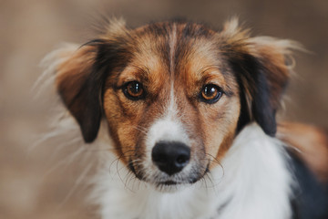 Hund Jack Russel Terrier Mix Portrait süßer Hundeblick braune Augen