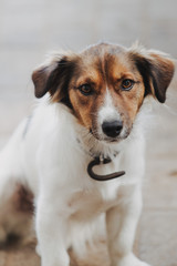 Jack Russel Terrier Mix