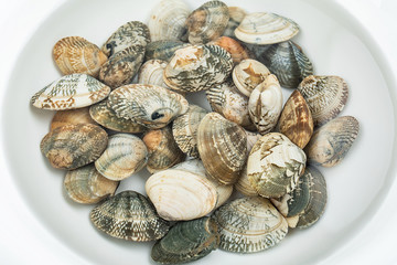 Fresh live cockroach