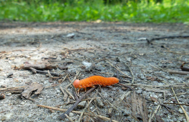 orange caterpillar