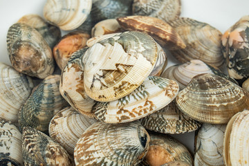 Fresh live cockroach