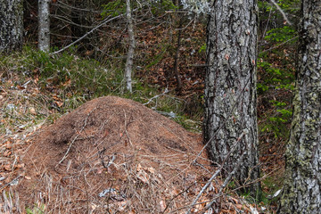 nido di formica rossa dei boschi (Formica rufa)