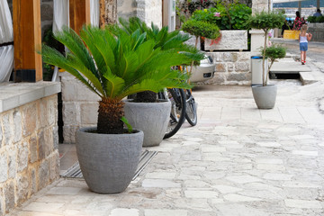 Palm trees in gray containers. Pots with large green palm trees stands at entrance to a private...