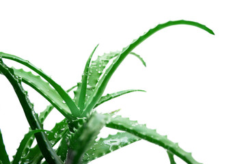 Fresh aloe vera leaves with water drops on white background