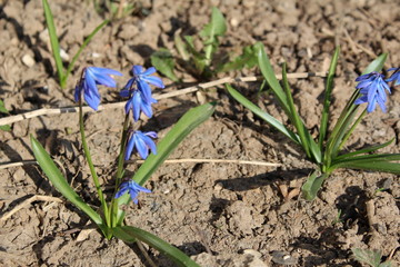blue flowers in the garden
