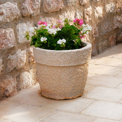 Fototapeta na wymiar Geranium. Pot with bushes of blooming plants. Landscape design. Bushes with pink and white flowers in light ceramic flower pot.