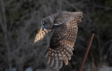 Fototapeta na wymiar Great grey owl with wings spread out prepares to pounce on prey in winter in Canada at sunset 