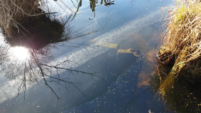 Overgrown water in the swamp. The swamp.