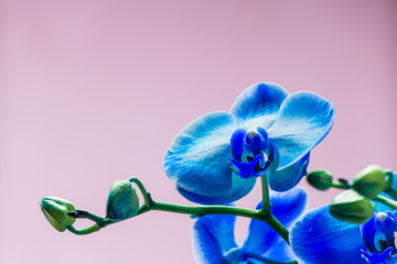 Fototapeta na wymiar Bright bud of blue color orchid flower close-up macro.