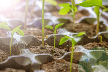 The young green sprouts in jars
