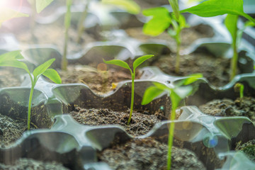 The young green sprouts in jars