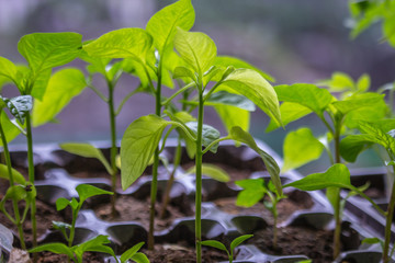 The young green sprouts in jars