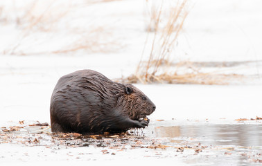 North American Beaver (Castor canadensis) sitting on an icy pond eating wood in early Spring in Canada © Jim Cumming