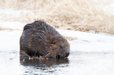 North American Beaver (Castor canadensis) sitting on an icy pond eating wood in early Spring in Canada